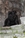 ABRAMO - Triola Cane Corso